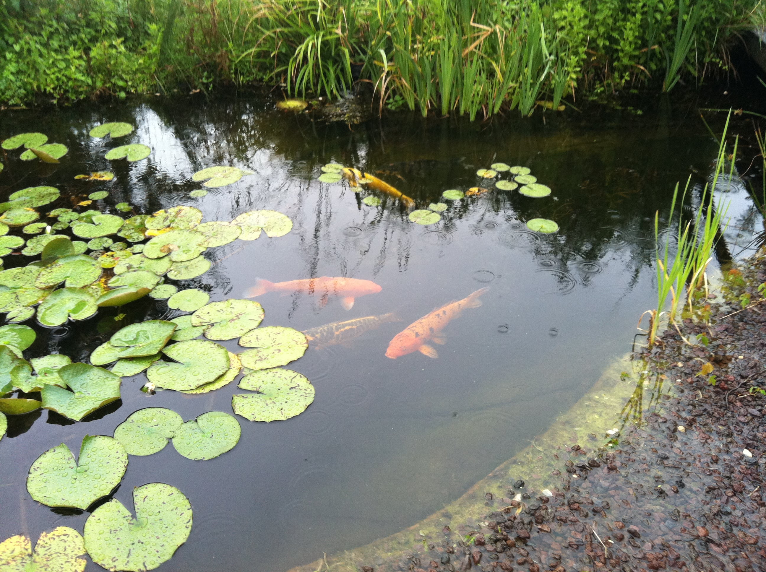 Residential and Koi ponds